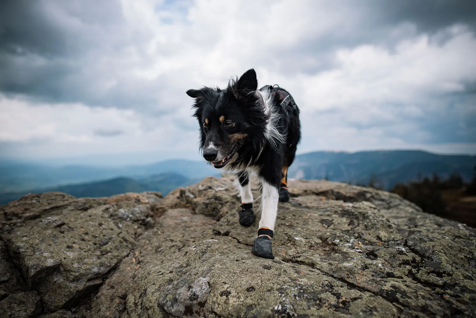 MUSHER
